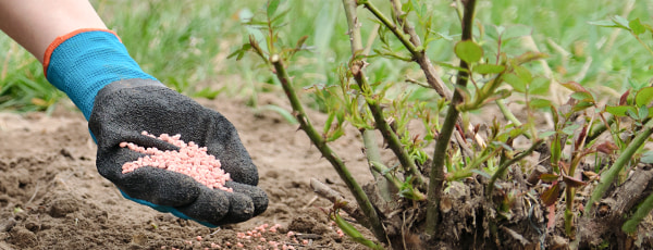 5 skrivnosti nege vrtnic po zimi