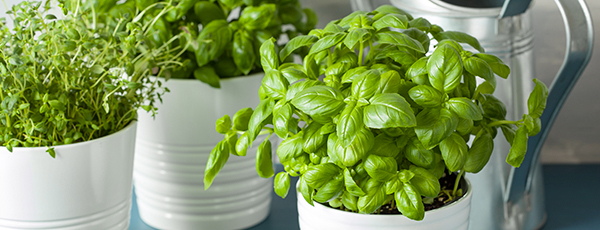 Aromatična začimba na okenski polici: gojenje bazilike v lončku