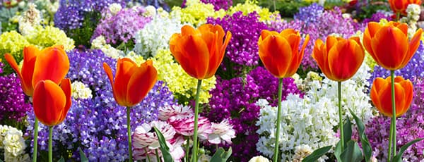 Cvetlični aranžmaji iz tulipanov in narcis