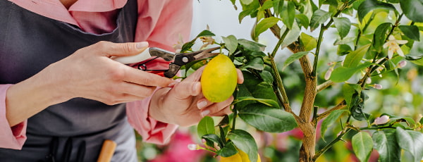 Domača limona - vir vitaminov in osvežujočega okusa