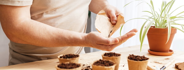 Gojenje sivke v loncu: od setve do odraslega grma