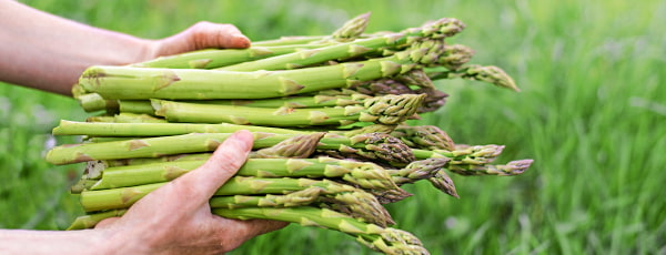 Gojenje špargljev - vse, kar morate vedeti