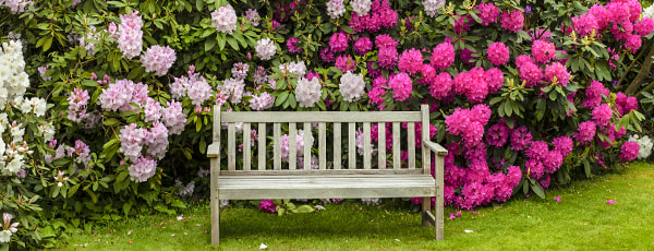 Kaj posaditi poleg rododendrona?