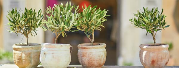 Kako gojiti oljko: načela nege za dom in vrt