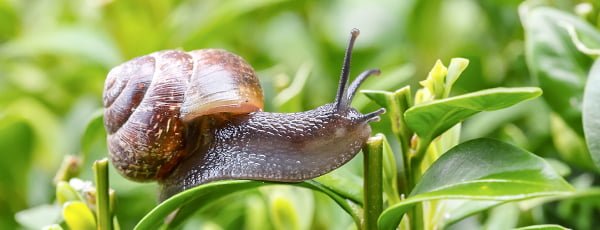 Kako odgnati polže z naravnimi sredstvi?