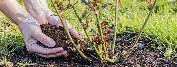 Kako posaditi vrtnice v zemljo - navodila