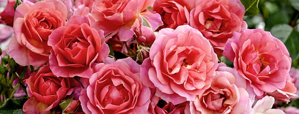 Kako pravilno skrbeti za sorte vrtnic Kordes