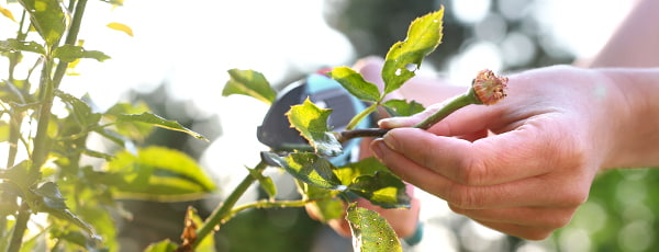 Kako skrbeti za vrtnice po cvetenju?
