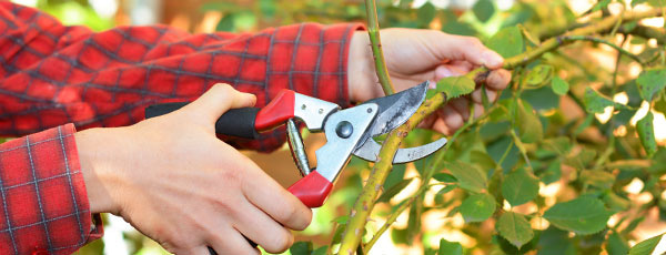 Kdaj in kako obrezati vrtnico?