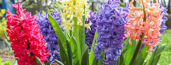 Maj na vrtu: kaj početi maja na vrtu in v sadovnjaku?