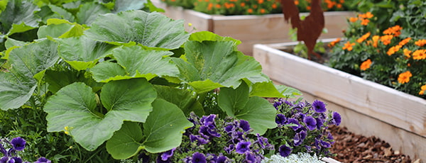 Načrt setve za maj: podroben seznam vrtnin in cvetja