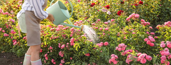 Nega vrtnic poleti: skrivnosti neprekinjenega cvetenja