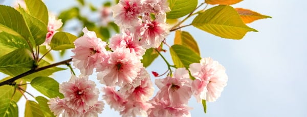 Odkrijte čar japonske češnje: kako skrbeti za to rastlino, da boste uživali v njenem bujnem cvetenju?