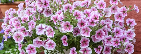 Odkrijte čarobnost balkonskega cvetja: od setve do cvetenja