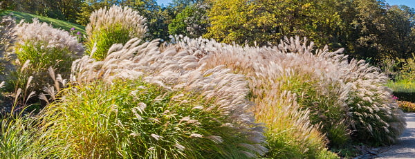 Pampasova trava - navodila za sajenje