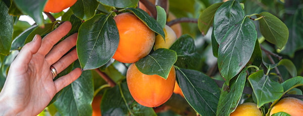 Persimon od sajenja do žetve - skrivnosti uspešnega gojenja