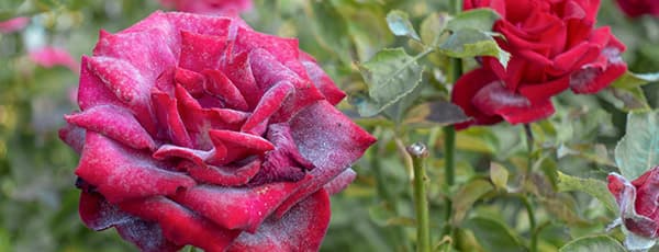 Prašna plesen na vrtnicah - kako rešiti svoje rastline?