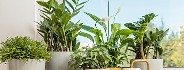 Skrivnosti uspešnega dolarskega drevesa