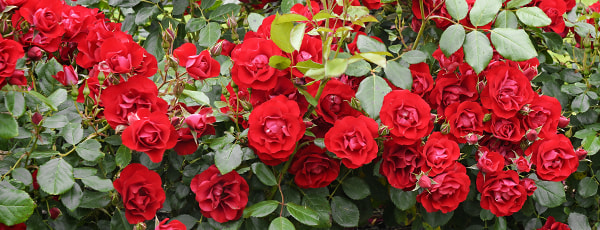 Spomladanska nega vrtnic