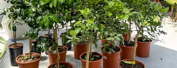 Stolpičasta drevesa v posodi: kako vzgojiti mini vrt?