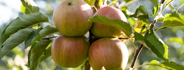 Stolpičaste jablane: kompakten sadovnjak z obilnim pridelkom