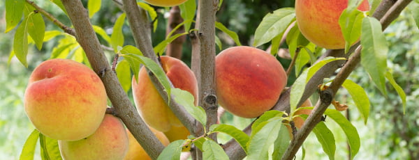 Stolpičasto sadno drevje - najdba za majhen vrt!