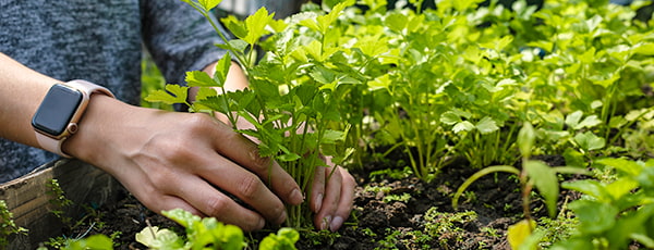 TOP 10 vrtnin, ki jih lahko goji tudi vrtnar začetnik
