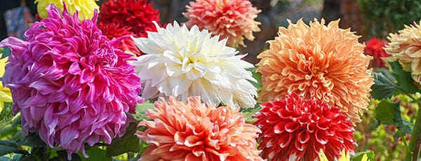 Trajno cvetje, ki cveti v letu sajenja