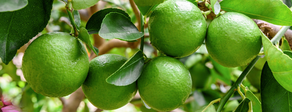 Trije preizkušeni načini gojenja limon na okenski polici