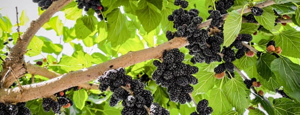 Zakaj saditi murve: koristi, lepota in odličen okus