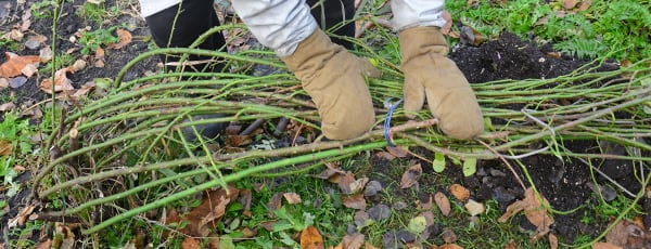Zimska pravljica za vrtnice: s čim pokriti grmovnice, da ne zmrznejo?