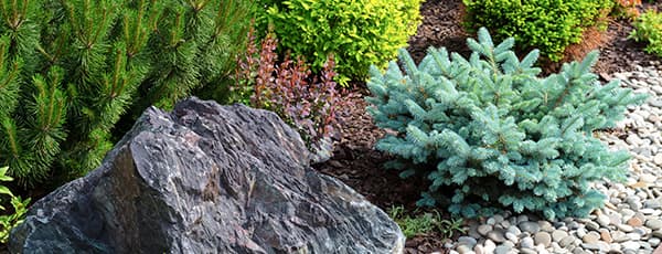 Zimzelena lepota: iglavci za alpske skalnjake