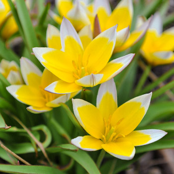 Botanični tulipani