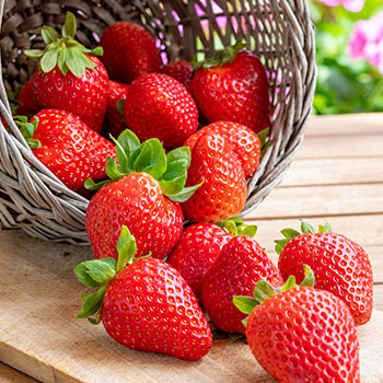 Jagode