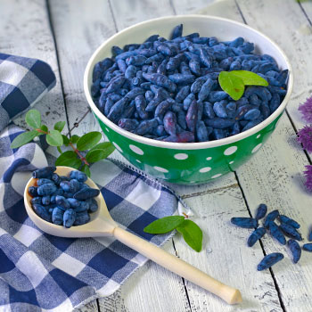 Kamčatski kovačnik