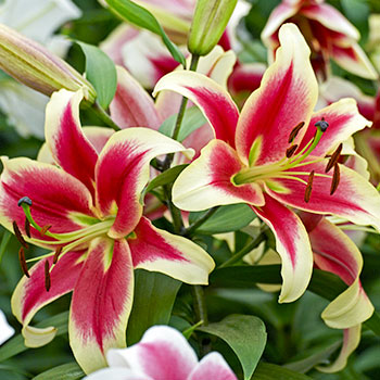 Lilija