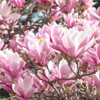 Magnolija