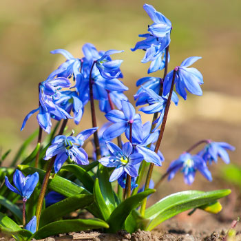 Snowdrop