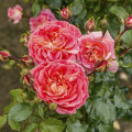 Vrtnica floribunda Designer Sunset ®, C3 slika 1 članek 4984