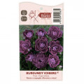 Vrtnica floribunda Burgundy Iceberg®, C5 slika 5 članek 6146