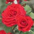 Vrtnica floribunda Carmine™ Vaza ®, С3 slika 1 članek 6171
