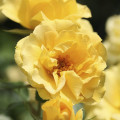 Vrtnica floribunda Dark Yellow™ Vaza ®, С3 slika 1 članek 6173