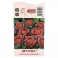 Vrtnica floribunda Hot Cocoa®, C5 slika 5 članek 5509