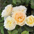 Vrtnica floribunda Lemon™ Vaza ®, С5 slika 1 članek 4989