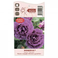 Vrtnica floribunda Minerva®, C5 slika 3 članek 6145
