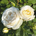 Vrtnica floribunda Pearl Vaza ®, C3 slika 1 članek 4977