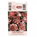 Vrtnica floribunda Scentimental®, C5 slika 4 članek 5516