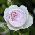 English Rose Desdemona®, C5 slika 1 članek 5500