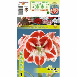 Sobna lilija (Amaryllis) Samba slika 3