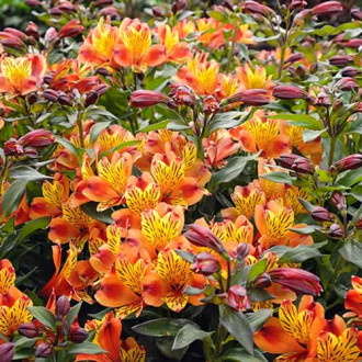 Alstroemeria Indian Summer® Tesronto, С2 slika 5